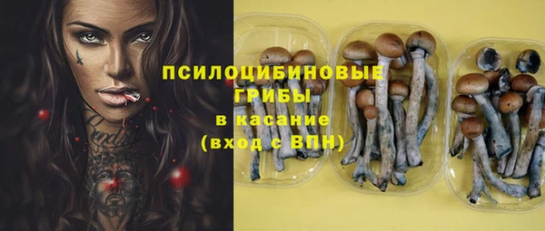 стаф Аркадак