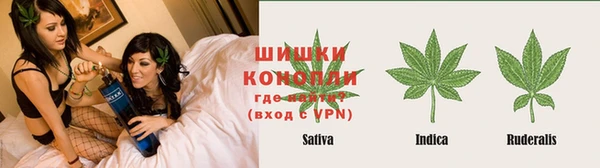стаф Аркадак